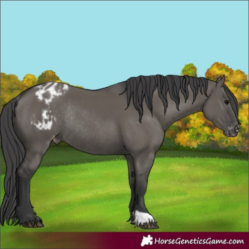 Horse Color:Grullo Varnish Rabicano