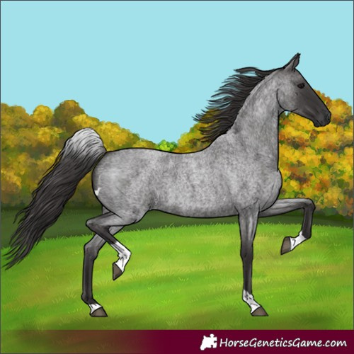 Horse Color:Smoky Blue Roan Tobiano 
