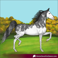 Horse Color:Black Sabino Splash 