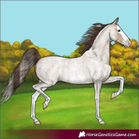 Horse Color:Classic Champagne Roan Sabino Splash