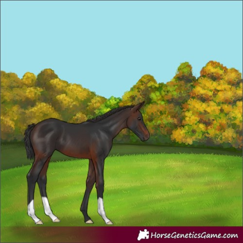 Horse Color:Brown 