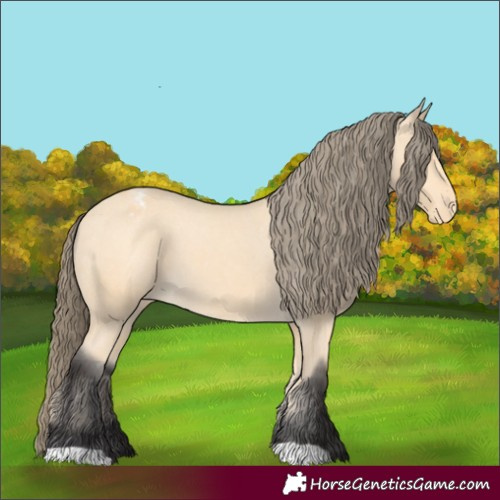 Horse Color:Buckskin Appaloosa 