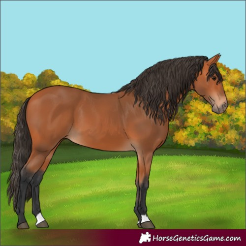 Horse Color:Bay 