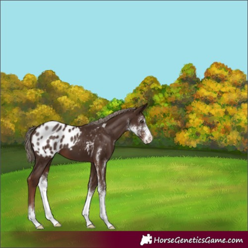 Horse Color:Liver Chestnut Sabino Appaloosa 