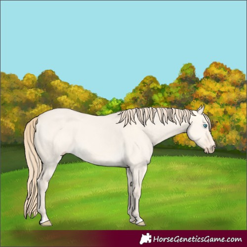 Horse Color:Perlino Dun 