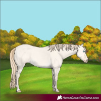 Horse Color:Perlino Dun