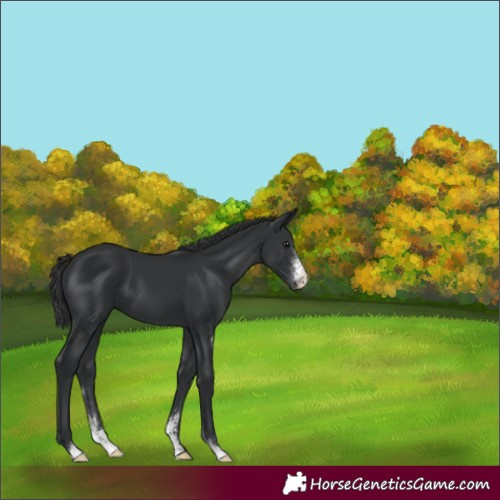 Horse Color:Black Sabino 