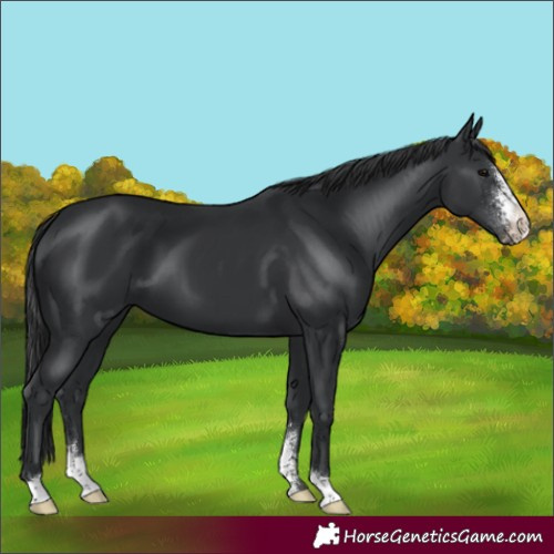 Horse Color:Black Sabino