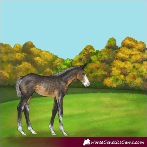 Horse Color:Silver Buckskin Sabino Rabicano