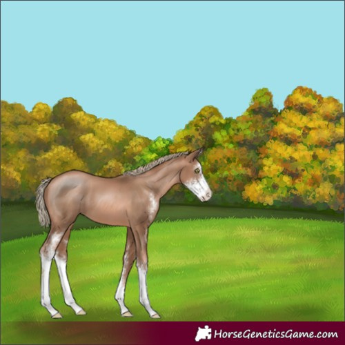 Horse Color:Liver Chestnut Pearl Sabino 