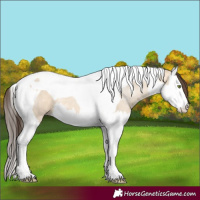 Horse Color:Amber Champagne Dun Splash Tobiano
