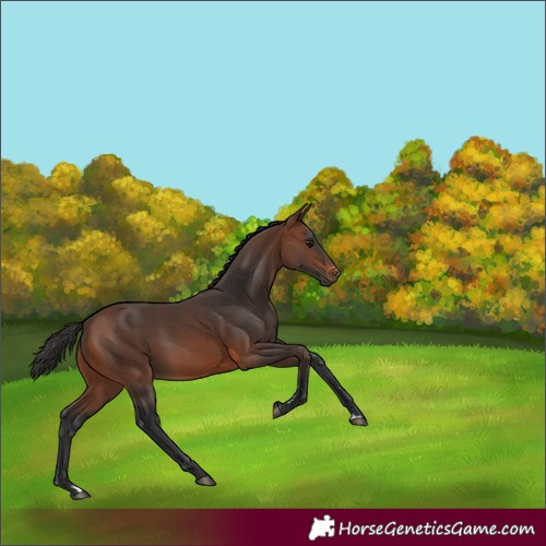 Horse Color:Brown 