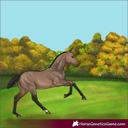 Horse Color:Brown Dun 