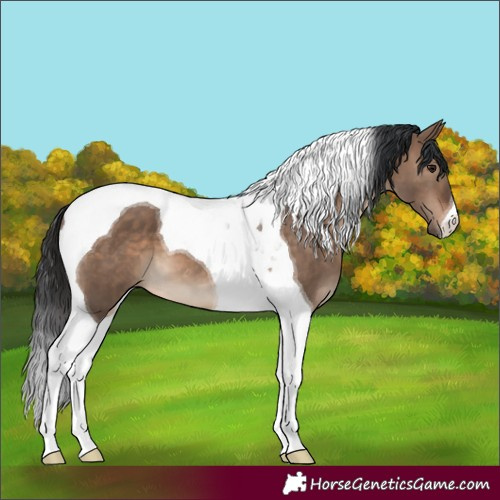 Horse Color:Brown Dun Tobiano 