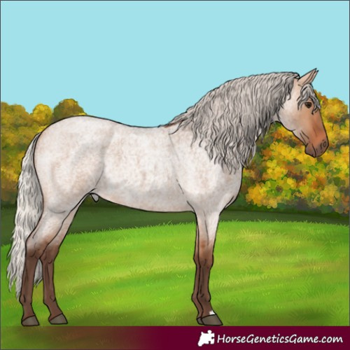 Horse Color:Silver Bay Roan Dun Rabicano 