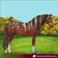 Horse Color:Powder White Gray Chestnut Rabicano 