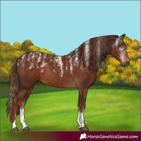 Horse Color:Powder White Gray Chestnut Rabicano