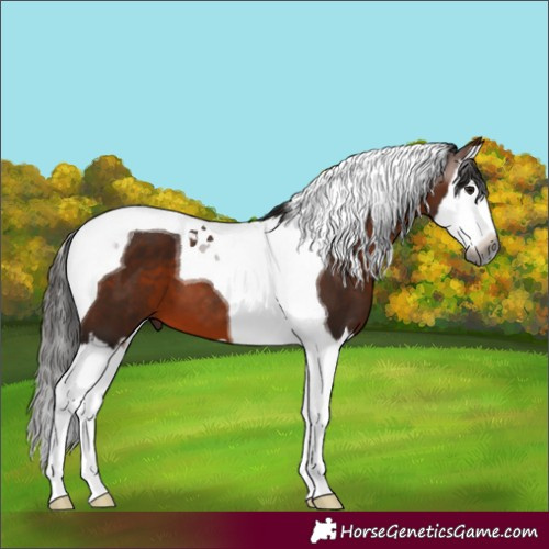 Horse Color:Gray Bay Splash Tobiano 