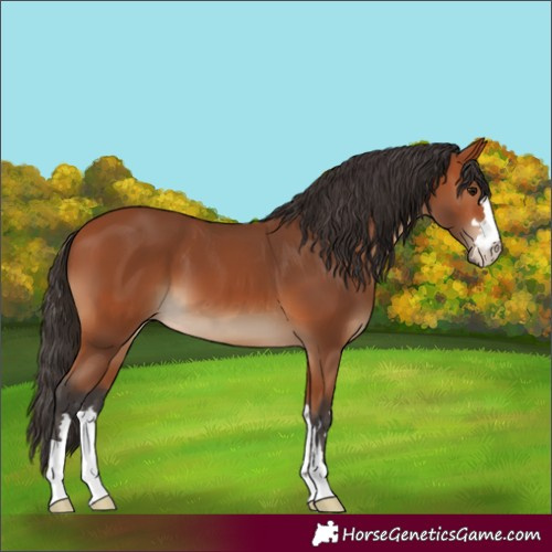 Horse Color:Bay 