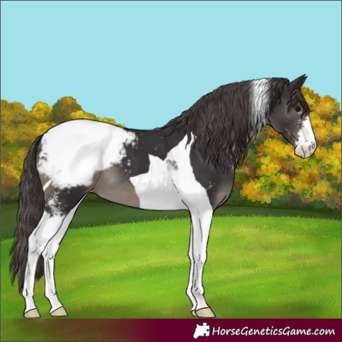 Horse Color:Smoky Black Sabino Tobiano Appaloosa
