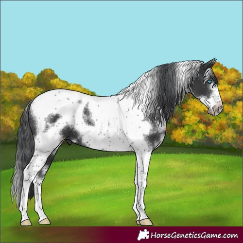 Horse Color:White Spotted Black Tobiano Frame 