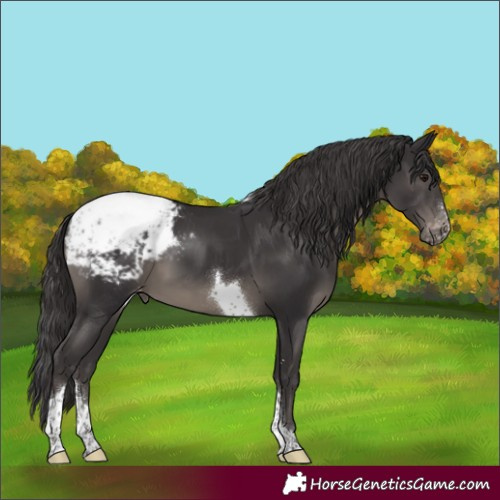 Horse Color:Smoky Black Sabino Tobiano Snowcap 