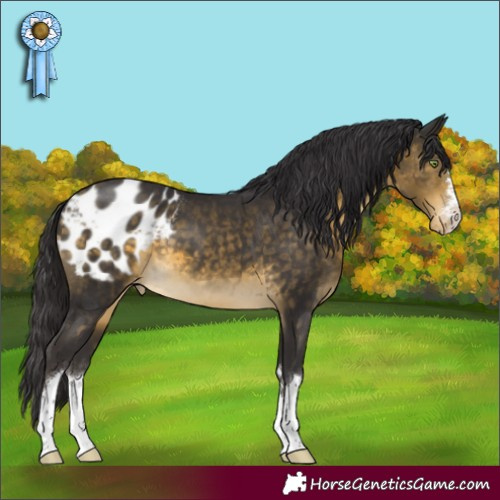 Horse Color:Buckskin Appaloosa 