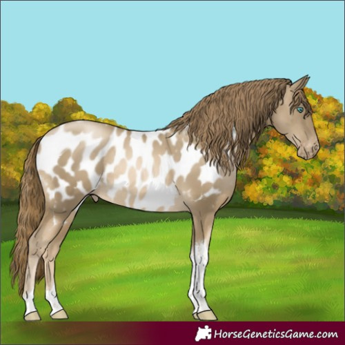 Horse Color:Smoky Black Pearl Tobiano Appaloosa Rabicano 