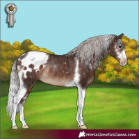 Horse Color:Silver Brown Sabino Tobiano Appaloosa Rabicano