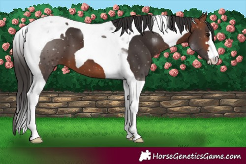 Horse Color:Bay Tobiano