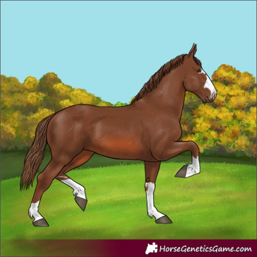 Horse Color:Chestnut 