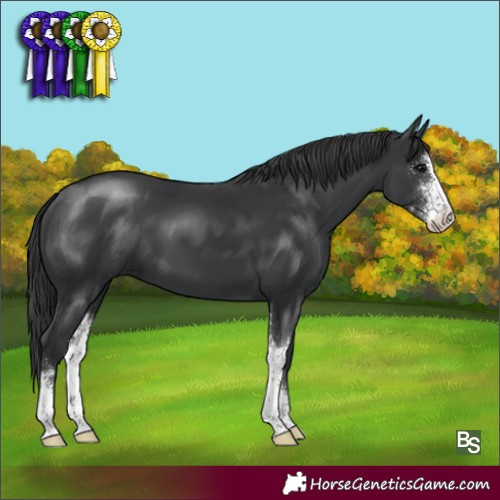 Horse Color:Black Sabino 