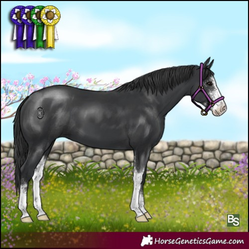 Horse Color:Black Sabino 