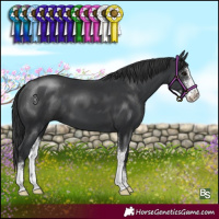 Horse Color:Black Sabino 