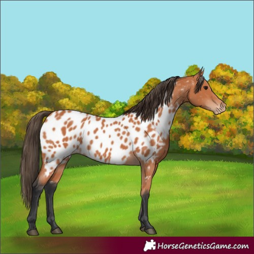 Horse Color:Bay Appaloosa 