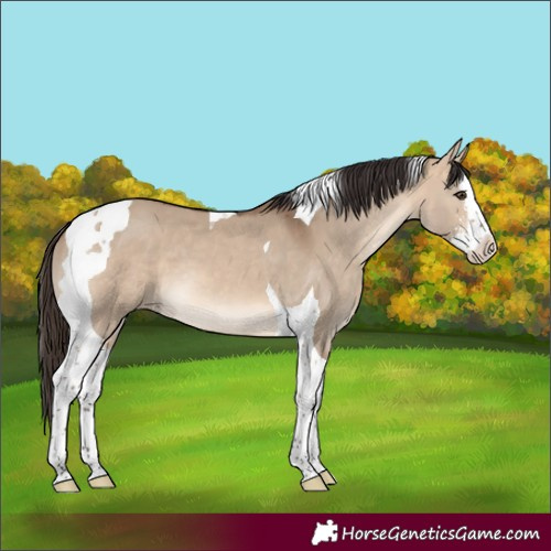 Horse Color:Bay Dun Sabino Splash Tobiano Varnish 