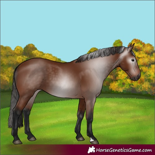 Horse Color:Gray Bay 