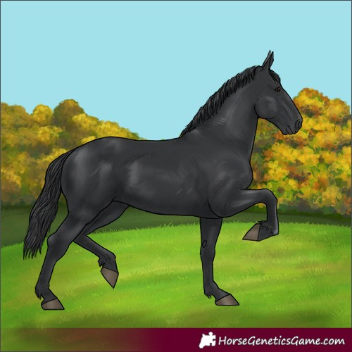 Horse Color:Black 