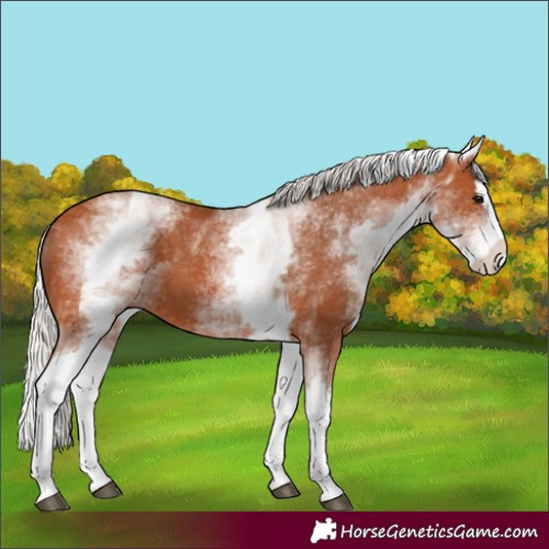 Horse Color:White Spotted Silver Bay Splash 