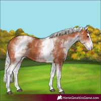 Horse Color:White Spotted Silver Bay Splash