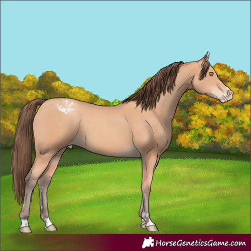 Horse Color:Amber Champagne Appaloosa 