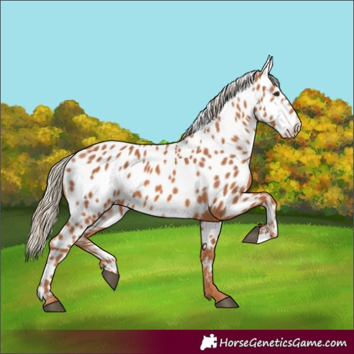 Horse Color:Chestnut Appaloosa 