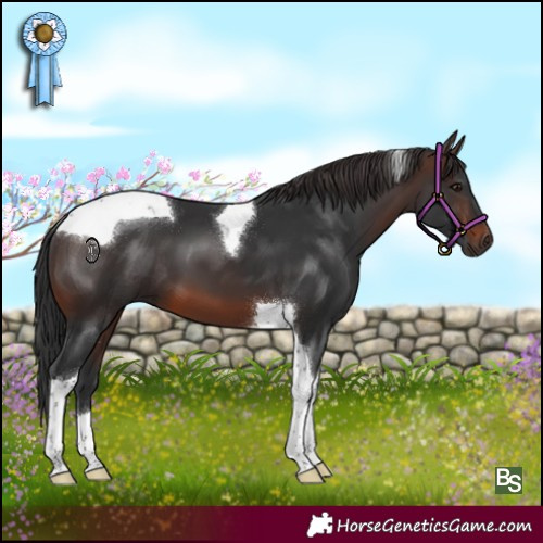 Horse Color:Brown Tobiano 