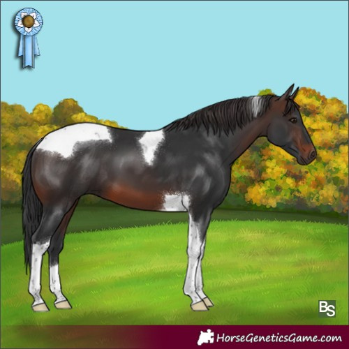 Horse Color:Brown Tobiano 