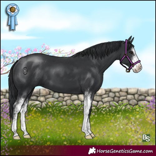 Horse Color:Black Sabino 