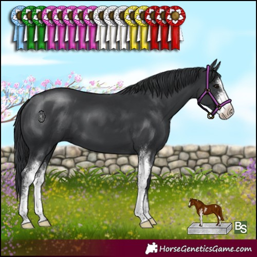 Horse Color:Black Sabino 