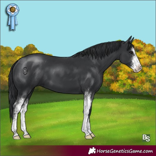 Horse Color:Black Sabino 