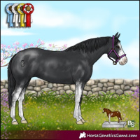 Horse Color:Black Sabino 