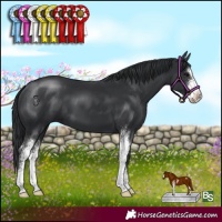 Horse Color:Black Sabino 