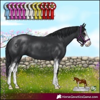 Horse Color:Black Sabino 